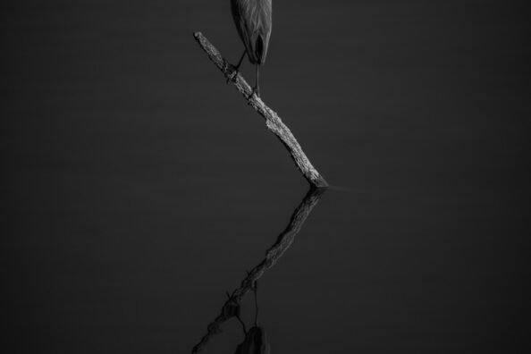 The Natural World